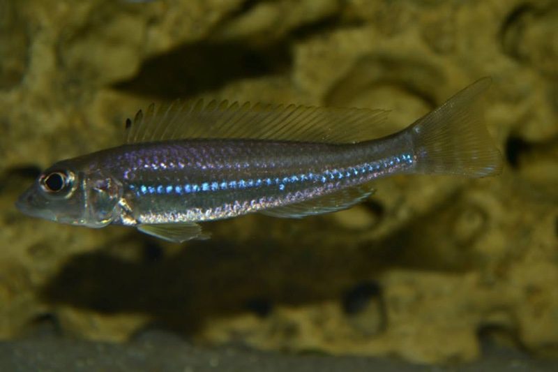 Reganochromis calliurus 'Burundi'